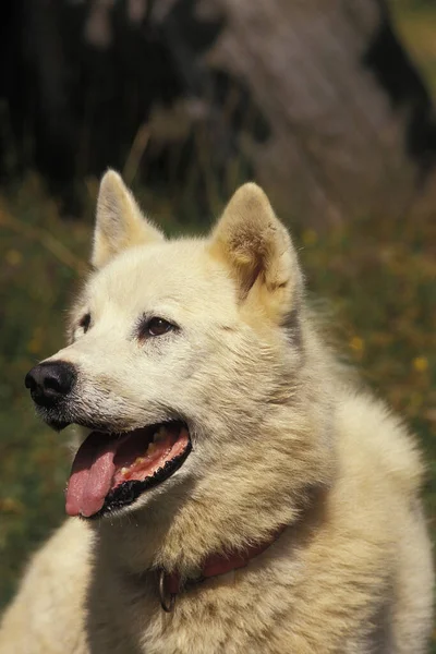 Retrato Gronelândia Dog — Fotografia de Stock