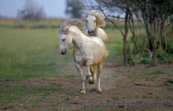 Camargue Pferde Natürlicher Hintergrund — Stockfoto