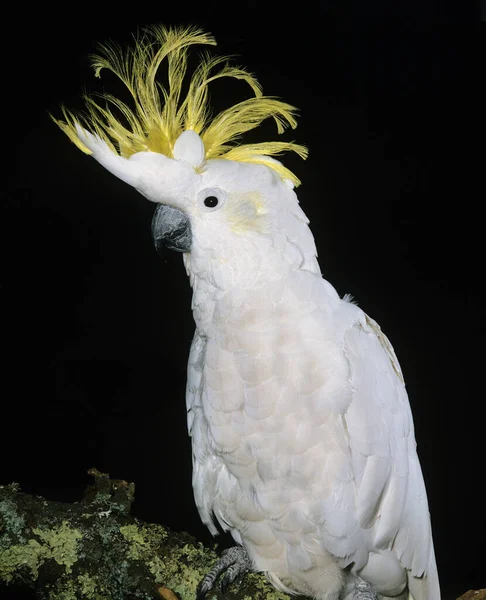 Lesser Sulphur Crested Cockatoo Cacatua Sulphurea Adult Crest Raised — 图库照片