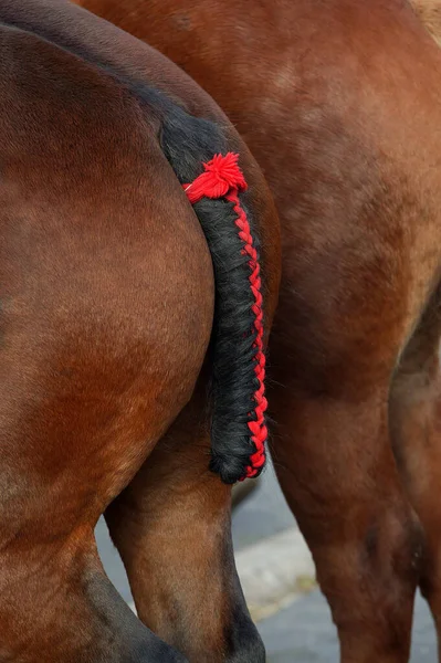 Borrador Del Caballo Primer Plano Cola Trenzada — Foto de Stock