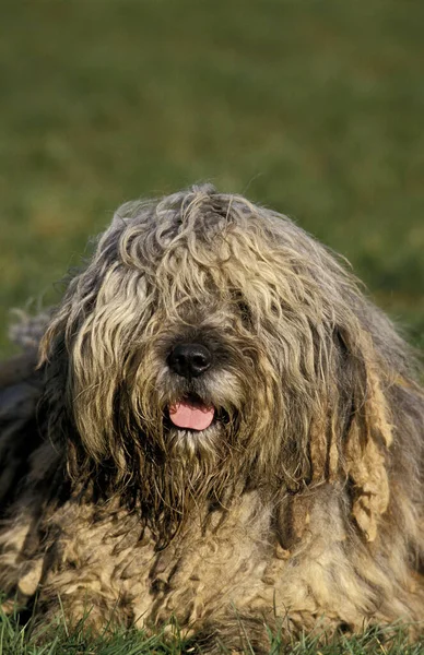 Bergamasco Sheepdog Bergamese Shepherd Cão Deitado Grama — Fotografia de Stock