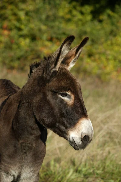 Retrato Burro Normandia — Fotografia de Stock