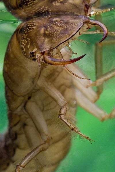 Great Diving Beetle Dytiscus Marginalis Larva Standing Water Head Fangs — Stock Photo, Image