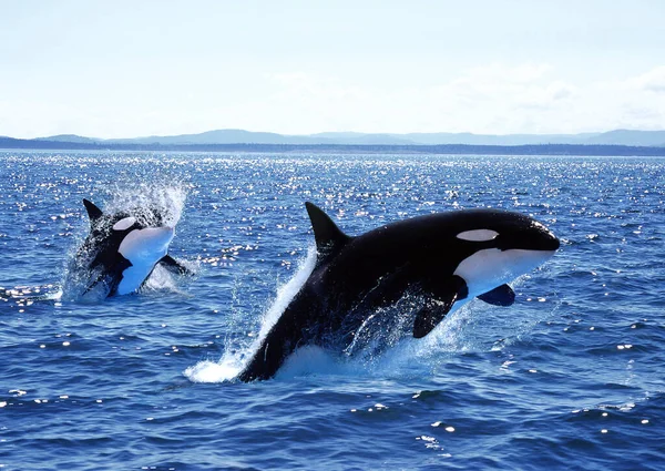 Killer Whale Orcinus Orca Mother Calf Leaping 加拿大 — 图库照片