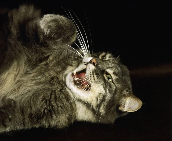 Skogkatt Gato Doméstico Snarling — Foto de Stock