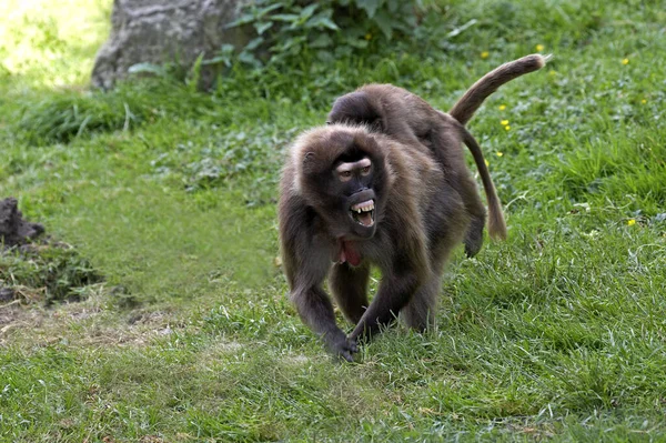 Gelada Baboon Theropithecus Gelada Žena Otevřenými Ústy Nesoucí Mláďata Zádech — Stock fotografie