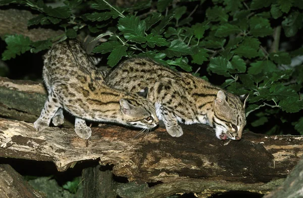 Tiger Cat Lub Oncilla Leopardus Tigrinus Dorośli Stojący Gałęzi — Zdjęcie stockowe