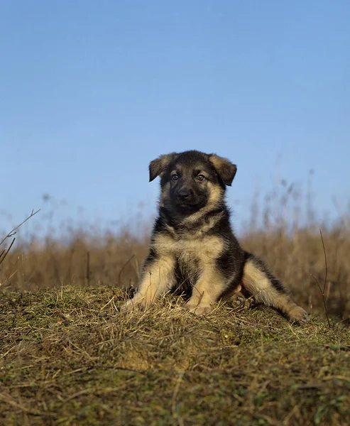 Pastor Alemán Perro Cachorro — Foto de Stock