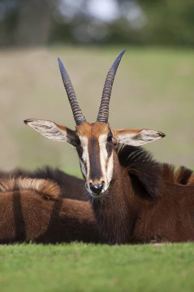 Sable Antelope Hippotragus Niger — Fotografia de Stock