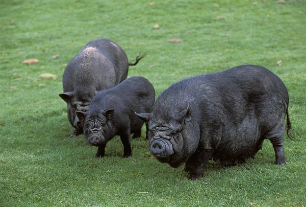 Єтнамська Pot Bellied Pig Sus Scrofa Domesticus — стокове фото