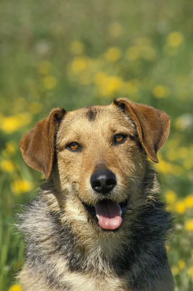 Portret Psa — Zdjęcie stockowe