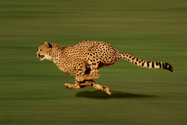 Cheetah Acinonyx Jubatus Correr — Fotografia de Stock