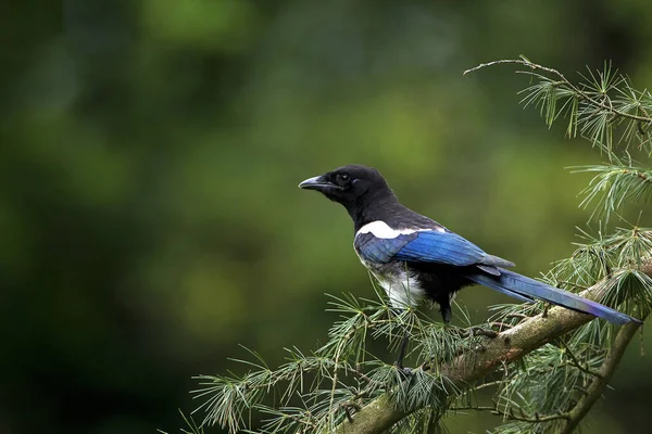 Schwarzschnabelelelster Oder Europäische Elster Pica Pica Erwachsener Auf Zweig Stehend — Stockfoto