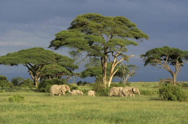 Африканский Слон Loxodonta Africana Стадо Идет Через Саванну Кения — стоковое фото