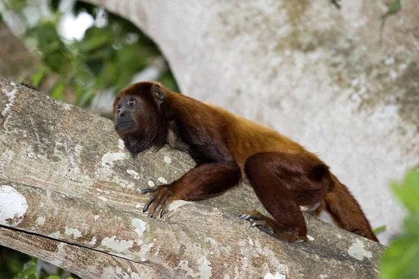 Red Howler Monkey Alouatta Seniculus Resting Branch Los Lianos Venezuela — Stock Photo, Image