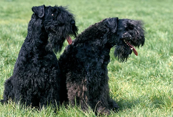 Kerry Blue Cane Terrier — Foto Stock