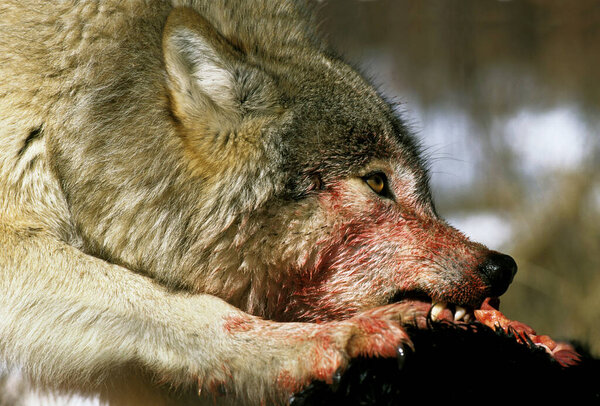 North American Grey Wolf, canis lupus occidentalis, Взрослый с убийцей, Канада
  