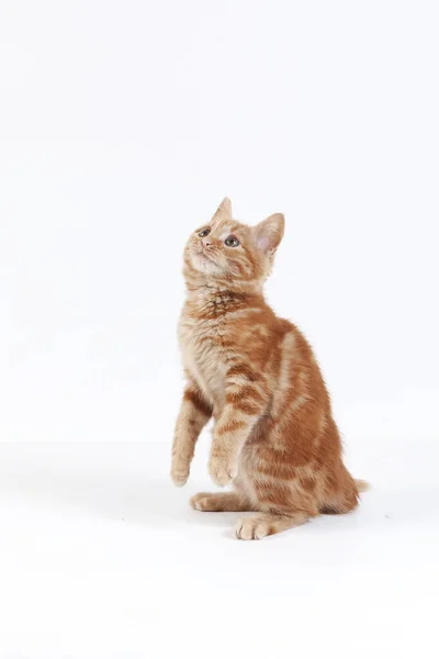 Röd Tabby Inhemska Katt Kattunge Spelar Mot Vit Bakgrund — Stockfoto