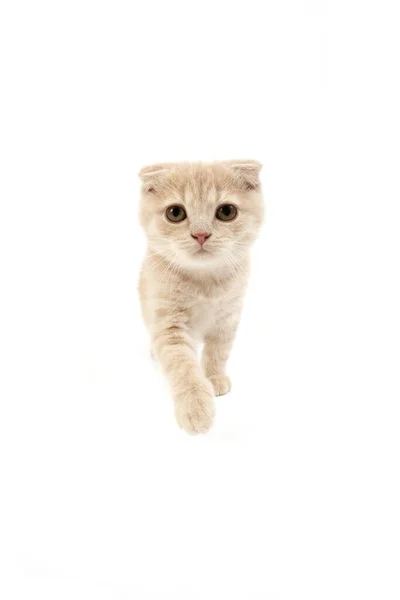 Cream Scottish Fold Domestic Cat Months Old Kitten Standing White — Stock Photo, Image