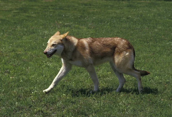 Saarloos Wolfhound Raça Cães Holanda — Fotografia de Stock