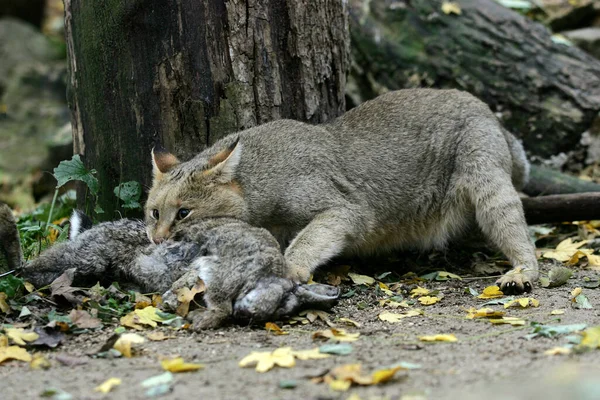 Kot Dżungli Felis Chaus Dorosły Zabójstwem Dziki Królik — Zdjęcie stockowe