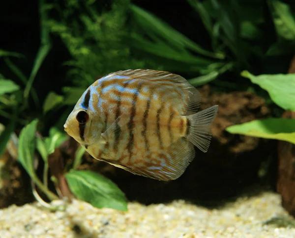Discus Fish Symphysodon Aequifasciatus — Φωτογραφία Αρχείου