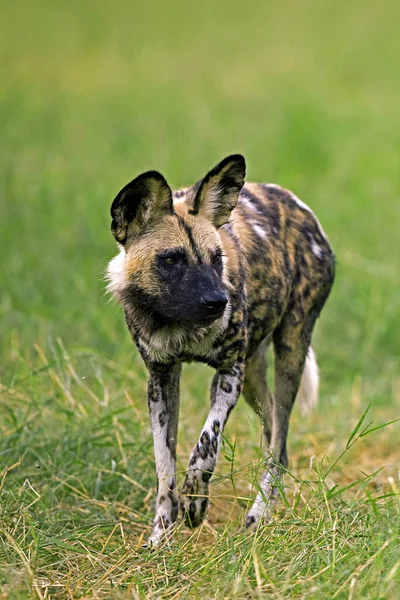 Perro Salvaje Africano Lycaon Pictus Adulto Namibia —  Fotos de Stock