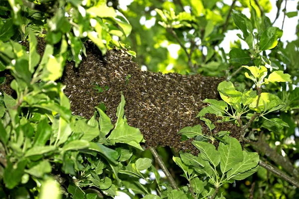 Honey Bee Apis Mellifera Wild Swarm Normandia — Fotografia de Stock