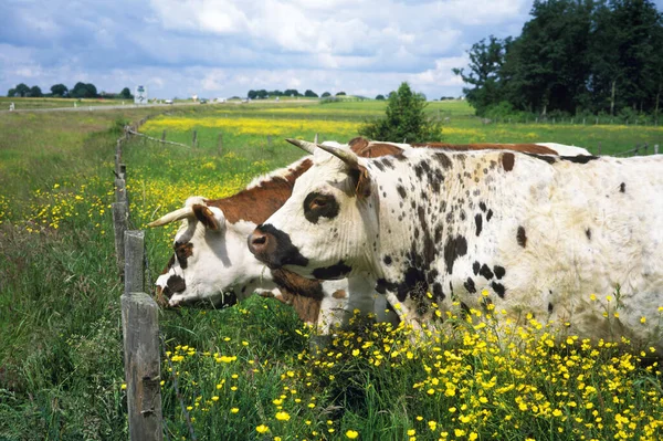 诺曼底奶牛 有花的家畜 诺曼底奶牛 — 图库照片