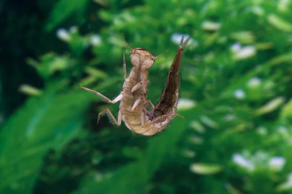 Gran Escarabajo Buceo Dytiscus Marginalis Larvas Pie Agua Normandía — Foto de Stock