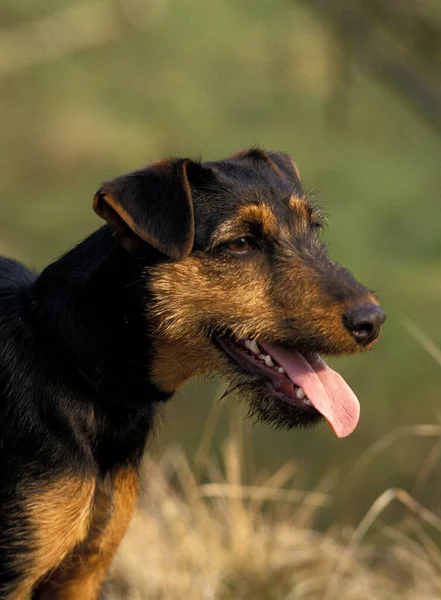 Jagd Terrier狗 有舌头的成年人的肖像 — 图库照片