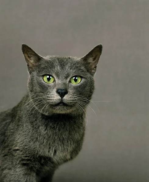 Korat Domestic Cat Natural Background — Stock Photo, Image