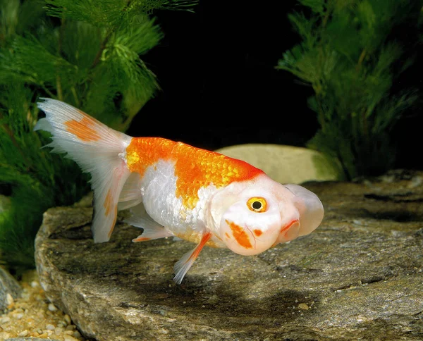 Olho Bolha Goldfish Carassius Auratus — Fotografia de Stock