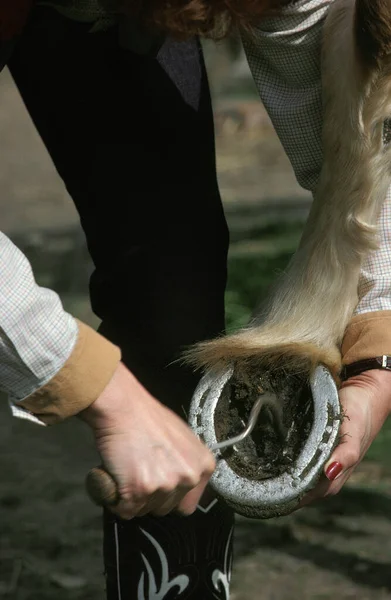 Frau Putzt Huf Pflückt Pferdefuß — Stockfoto