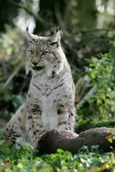 Europese Lynx Felis Lynx Met Een Kill Een Roe Deer — Stockfoto