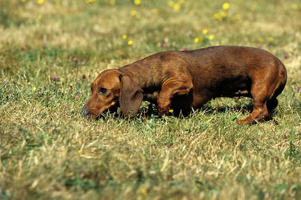 Dachshund Гладеньким Волоссям Природний Фон — стокове фото