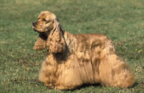 American Cocker Spaniel Chien Debout Sur Herbe — Photo