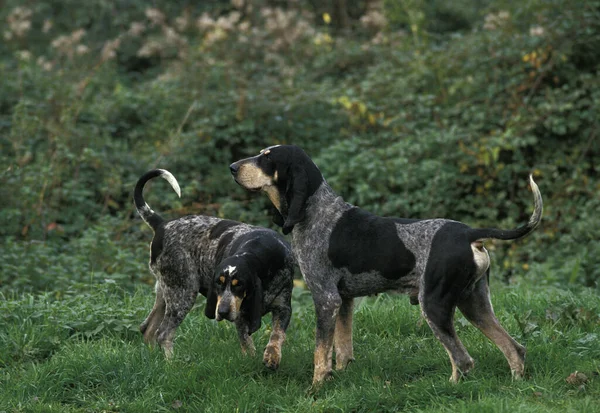 Malý Modrý Plynárenský Pes Pár Stojící Trávě — Stock fotografie