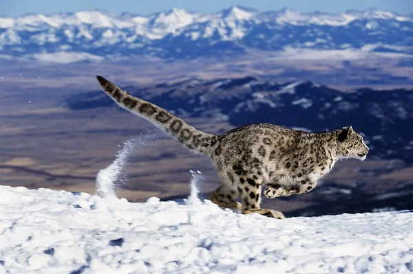 Snow Leopard Lub Uncja Uncja Uncja Bieganie Przez Góry — Zdjęcie stockowe