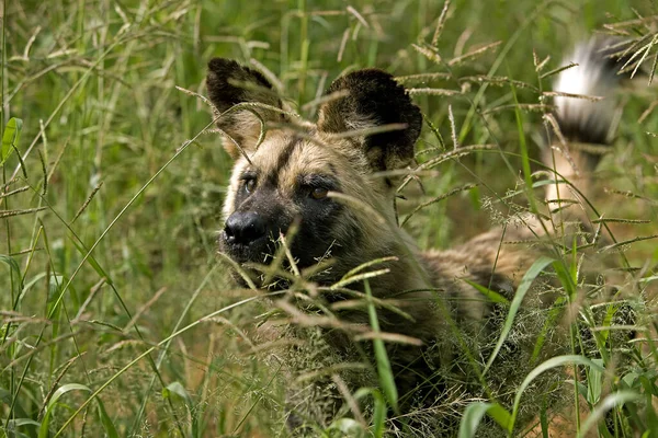 African Wild Dog Lycaon Picture Adult Camouflaged Behing Long Grass — Stock fotografie