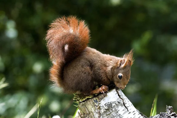 Красная Белка Sciurus Vulgaris Взрослый Стоящий Пне — стоковое фото