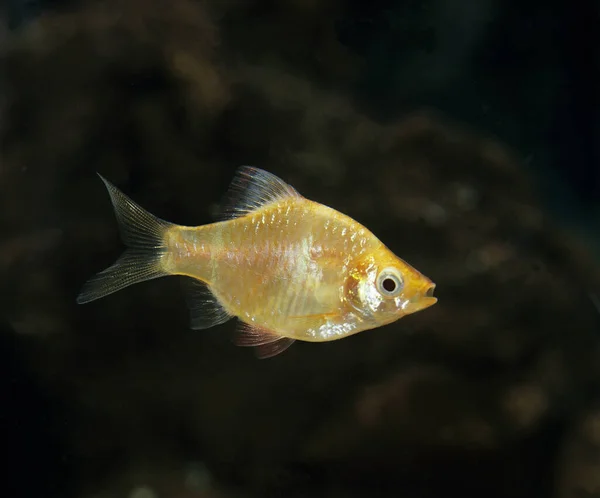 Tiger Barb Puntius Tetrazona Formulário Ouro — Fotografia de Stock