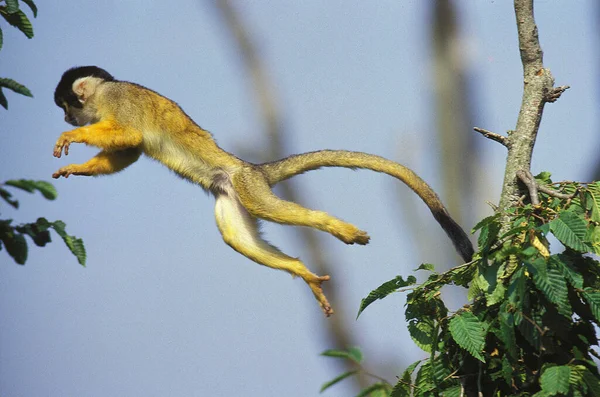 Macaco Esquilo Saimiri Sciureus Salto Adulto — Fotografia de Stock