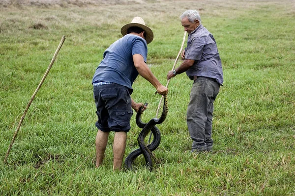 Groene Anaconda Eunectes Murinus Gevangen Door Mannen Los Lianos Venezuela — Stockfoto