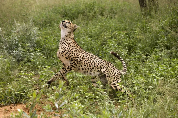 Gepárd Acinonyx Jubatus Namíbia — Stock Fotó