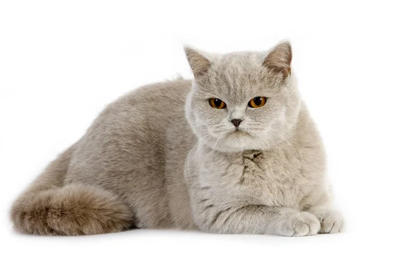 Leylak Ngiliz Kısa Evcil Kedi Beyaz Arkaplan Karşı Duran Kadın — Stok fotoğraf