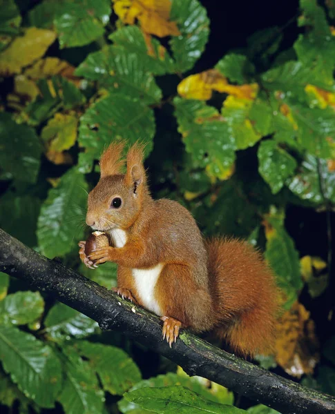 Red Squirrel Sciurus Vulgaris Female Standing Branch Eating Chestnut — стокове фото