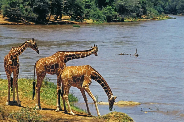 Geraffineerde Giraffe Giraffa Camelopardalis Reticulata Groepsdrinken Aan Rivier Samburu Park — Stockfoto