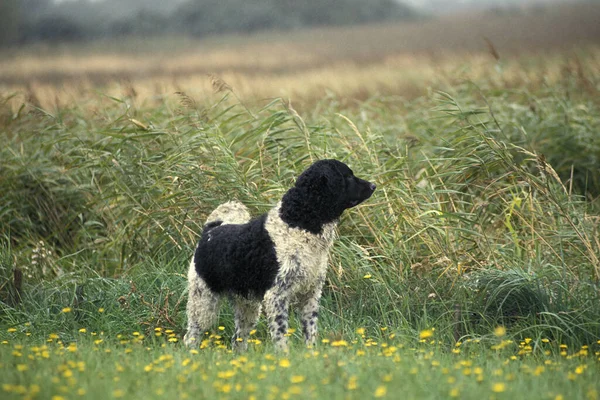 Çiçeklerin Arasında Duran Frizya Köpeği — Stok fotoğraf