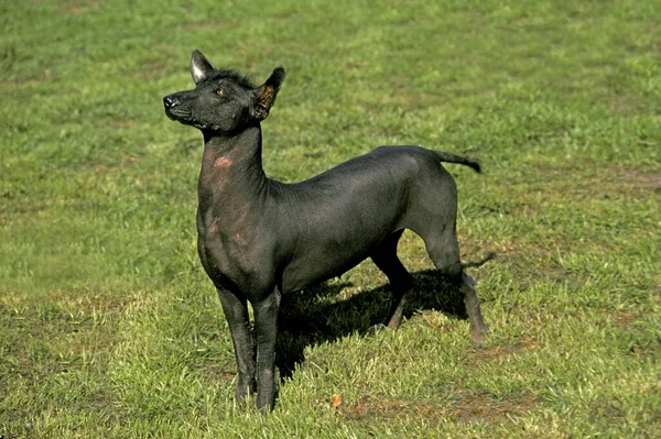 Mexikanska Hårlösa Hund Eller Xoloitzcuintle — Stockfoto